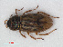  (Helophorus minutus - RMNH.INS.536355)  @14 [ ] CreativeCommons - Attribution Non-Commercial Share-Alike (2012) Unspecified Naturalis, Biodiversity Centre