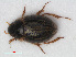  (Laccobius minutus - RMNH.INS.536358)  @15 [ ] CreativeCommons - Attribution Non-Commercial Share-Alike (2012) Unspecified Naturalis, Biodiversity Centre