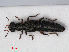  (Stenus nitidiusculus - RMNH.INS.536388)  @15 [ ] CreativeCommons - Attribution Non-Commercial Share-Alike (2012) Unspecified Naturalis, Biodiversity Centre