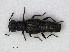  (Stenus formicetorum - RMNH.INS.536397)  @14 [ ] CreativeCommons - Attribution Non-Commercial Share-Alike (2012) Unspecified Naturalis, Biodiversity Centre