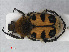  (Trichius zonatus - RMNH.INS.536421)  @15 [ ] CreativeCommons - Attribution Non-Commercial Share-Alike (2012) Unspecified Naturalis, Biodiversity Centre