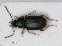  (Bembidion mannerheimii - RMNH.INS.536445)  @15 [ ] CreativeCommons - Attribution Non-Commercial Share-Alike (2012) Unspecified Naturalis, Biodiversity Centre