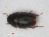  (Limnebius nitidus - RMNH.INS.536480)  @14 [ ] CreativeCommons - Attribution Non-Commercial Share-Alike (2012) Unspecified Naturalis, Biodiversity Centre