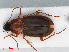  (Calathus cinctus - RMNH.INS.542766)  @14 [ ] CreativeCommons - Attribution Non-Commercial Share-Alike (2013) Unspecified Naturalis Biodiversity Center