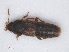  (Phloeocharinae - RMNH.INS.542897)  @14 [ ] CreativeCommons - Attribution Non-Commercial Share-Alike (2013) Unspecified Naturalis Biodiversity Center