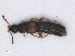  (Phloeopora testacea - RMNH.INS.542898)  @13 [ ] CreativeCommons - Attribution Non-Commercial Share-Alike (2013) Unspecified Naturalis Biodiversity Center