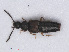  (Atheta cinnamoptera - RMNH.INS.542908)  @13 [ ] CreativeCommons - Attribution Non-Commercial Share-Alike (2013) Unspecified Naturalis Biodiversity Center