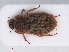  (Helophorus rufipes - RMNH.INS.542986)  @13 [ ] CreativeCommons - Attribution Non-Commercial Share-Alike (2013) Unspecified Naturalis Biodiversity Center