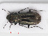  (Notiophilus substriatus - RMNH.INS.542990)  @14 [ ] CreativeCommons - Attribution Non-Commercial Share-Alike (2013) Unspecified Naturalis Biodiversity Center