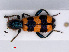  (Trichodes apiarius - RMNH.INS.543081)  @14 [ ] CreativeCommons - Attribution Non-Commercial Share-Alike (2013) Unspecified Naturalis Biodiversity Center