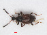  (Euconnus rutilipennis - RMNH.INS.543200)  @13 [ ] CreativeCommons - Attribution Non-Commercial Share-Alike (2013) Unspecified Naturalis Biodiversity Center