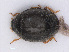  (Stethorus punctillum - RMNH.INS.543294)  @13 [ ] CreativeCommons - Attribution Non-Commercial Share-Alike (2013) Unspecified Naturalis Biodiversity Center