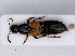  (Philonthus spinipes - RMNH.INS.543298)  @14 [ ] CreativeCommons - Attribution Non-Commercial Share-Alike (2013) Unspecified Naturalis Biodiversity Center