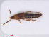  (Ischnosoma splendidum - RMNH.INS.543372)  @13 [ ] CreativeCommons - Attribution Non-Commercial Share-Alike (2013) Unspecified Naturalis Biodiversity Center