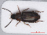  (Acupalpus flavicollis - RMNH.INS.552666)  @14 [ ] CreativeCommons - Attribution Non-Commercial Share-Alike (2013) Unspecified Naturalis Biodiversity Center