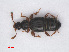  (Bibloporus bicolor - RMNH.INS.552682)  @13 [ ] CreativeCommons - Attribution Non-Commercial Share-Alike (2013) Unspecified Naturalis Biodiversity Center