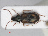  (Bembidion maritimum - RMNH.INS.552692)  @14 [ ] CreativeCommons - Attribution Non-Commercial Share-Alike (2013) Unspecified Naturalis Biodiversity Center