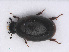  (Cercyon haemorrhoidalis - RMNH.INS.555713)  @13 [ ] CreativeCommons - Attribution Non-Commercial Share-Alike (2013) Unspecified Naturalis Biodiversity Center