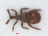  (Claviger testaceus - RMNH.INS.555794)  @13 [ ] CreativeCommons - Attribution Non-Commercial Share-Alike (2013) Unspecified Naturalis Biodiversity Center