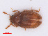  (Anamorphidae - RMNH.INS.555798)  @14 [ ] CreativeCommons - Attribution Non-Commercial Share-Alike (2013) Unspecified Naturalis Biodiversity Center