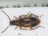  (Notoxus monoceros - RMNH.INS.555834)  @14 [ ] CreativeCommons - Attribution Non-Commercial Share-Alike (2013) Unspecified Naturalis Biodiversity Center