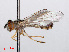  (Platycheirus occultus - RMNH.INS.543674)  @14 [ ] CreativeCommons - Attribution Non-Commercial Share-Alike (2013) Unspecified Naturalis Biodiversity Center