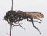  (Empis ciliata - RMNH.INS.550470)  @12 [ ] CreativeCommons - Attribution Non-Commercial Share-Alike (2013) Unspecified Naturalis Biodiversity Center