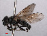  (Cheilosia cynocephala - RMNH.INS.550521)  @13 [ ] CreativeCommons - Attribution Non-Commercial Share-Alike (2013) Unspecified Naturalis Biodiversity Center