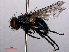  (Protocalliphora azurea - RMNH.INS.550565)  @14 [ ] CreativeCommons - Attribution Non-Commercial Share-Alike (2013) Unspecified Naturalis Biodiversity Center