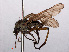  (Empis nigricans - RMNH.INS.550586)  @12 [ ] CreativeCommons - Attribution Non-Commercial Share-Alike (2013) Unspecified Naturalis Biodiversity Center