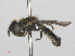  (Pipizella annulata - RMNH.INS.551359)  @13 [ ] CreativeCommons - Attribution Non-Commercial Share-Alike (2013) Unspecified Naturalis Biodiversity Center
