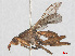  (Dichetophora obliterata - RMNH.INS.553396)  @13 [ ] CreativeCommons - Attribution Non-Commercial Share-Alike (2013) Unspecified Naturalis Biodiversity Center