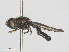  (Neocnemodon brevidens - RMNH.INS.553428)  @11 [ ] CreativeCommons - Attribution Non-Commercial Share-Alike (2013) Unspecified Naturalis Biodiversity Center
