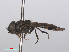  (Platycheirus splendidus - RMNH.INS.553692)  @13 [ ] CreativeCommons - Attribution Non-Commercial Share-Alike (2013) Unspecified Naturalis Biodiversity Center