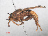  (Asilus crabroniformis - RMNH.INS.557248)  @13 [ ] CreativeCommons - Attribution Non-Commercial Share-Alike (2013) Unspecified Naturalis Biodiversity Center