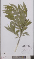  (Salix dasyclados - L 0895539)  @11 [ ] CreativeCommons - Attribution Non-Commercial Share-Alike (2012) Naturalis Biodiversity center Naturalis Biodiversity center