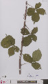  (Rubus foersteri - L 0896492)  @11 [ ] CreativeCommons - Attribution Non-Commercial Share-Alike (2012) Naturalis Biodiversity center Naturalis Biodiversity center