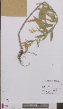  (Oenothera glazioviana - L 0894103)  @11 [ ] CreativeCommons - Attribution Non-Commercial Share-Alike (2012) Naturalis Biodiversity center Naturalis Biodiversity center