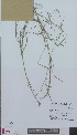  (Lathyrus nissolia - L 0894130)  @11 [ ] CreativeCommons - Attribution Non-Commercial Share-Alike (2012) Naturalis Biodiversity center Naturalis Biodiversity center