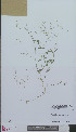 (Stellaria graminea - L 0894390)  @11 [ ] CreativeCommons - Attribution Non-Commercial Share-Alike (2012) Naturalis Biodiversity center Naturalis Biodiversity center