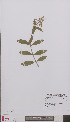  (Ligustrum vulgare - L 0894240)  @11 [ ] CreativeCommons - Attribution Non-Commercial Share-Alike (2012) Naturalis Biodiversity center Naturalis Biodiversity center
