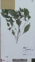  (Parietaria officinalis - L 0894687)  @11 [ ] CreativeCommons - Attribution Non-Commercial Share-Alike (2012) Naturalis Biodiversity center Naturalis Biodiversity center