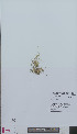  (Carex oederi - L 0894774)  @11 [ ] CreativeCommons - Attribution Non-Commercial Share-Alike (2012) Naturalis Biodiversity center Naturalis Biodiversity center