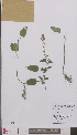  (Scutellaria columnae - L 0894800)  @11 [ ] CreativeCommons - Attribution Non-Commercial Share-Alike (2012) Naturalis Biodiversity center Naturalis Biodiversity center