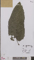  (Verbascum nigrum - L 0894948)  @11 [ ] CreativeCommons - Attribution Non-Commercial Share-Alike (2012) Naturalis Biodiversity center Naturalis Biodiversity center