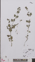  (Clinopodium calamintha - L 0895005)  @11 [ ] CreativeCommons - Attribution Non-Commercial Share-Alike (2012) Naturalis Biodiversity center Naturalis Biodiversity center