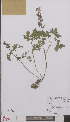  (Corydalis cava - L 0895207)  @11 [ ] CreativeCommons - Attribution Non-Commercial Share-Alike (2012) Naturalis Biodiversity center Naturalis Biodiversity center
