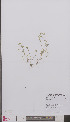  (Stellaria pallida - L 0895240)  @11 [ ] CreativeCommons - Attribution Non-Commercial Share-Alike (2012) Naturalis Biodiversity center Naturalis Biodiversity center