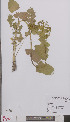  (Smyrnium perfoliatum - L 0895329)  @11 [ ] CreativeCommons - Attribution Non-Commercial Share-Alike (2012) Naturalis Biodiversity center Naturalis Biodiversity center