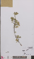  (Ribes odoratum - L 0895400)  @11 [ ] CreativeCommons - Attribution Non-Commercial Share-Alike (2012) Naturalis Biodiversity center Naturalis Biodiversity center